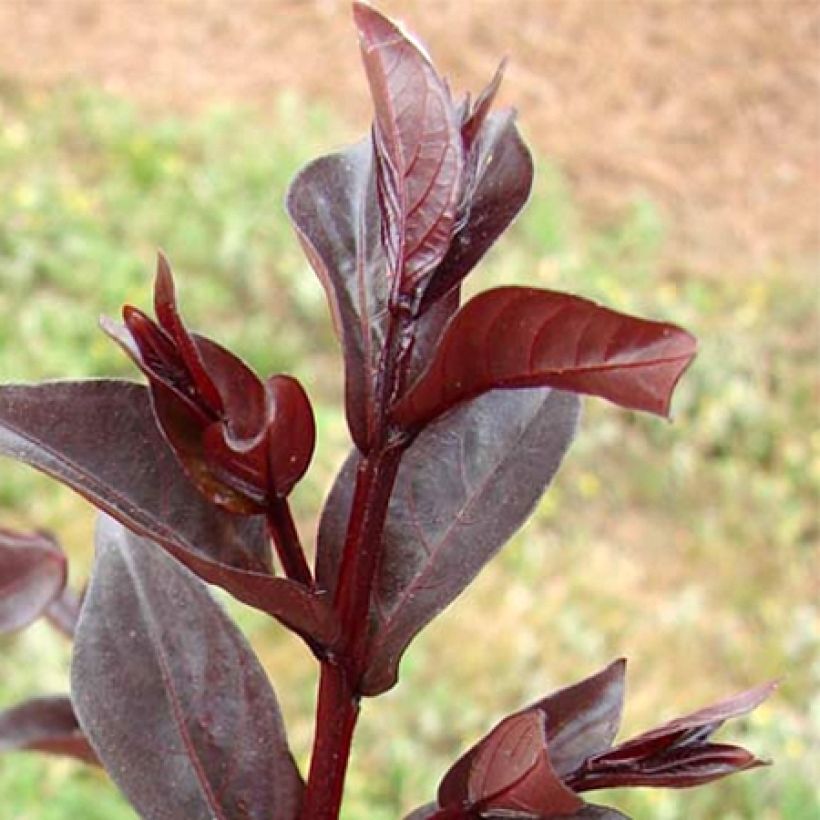 Lilas des Indes - Lagerstroemia indica Midnight Magic (Feuillage)