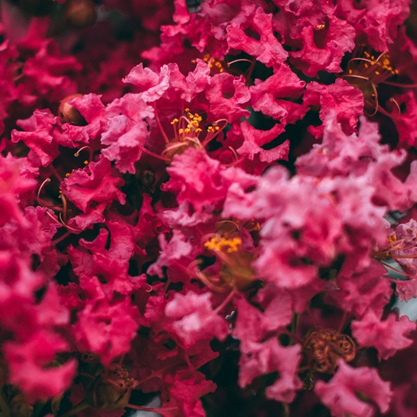 Lilas des Indes - Lagerstroemia indica Midnight Magic (Floraison)