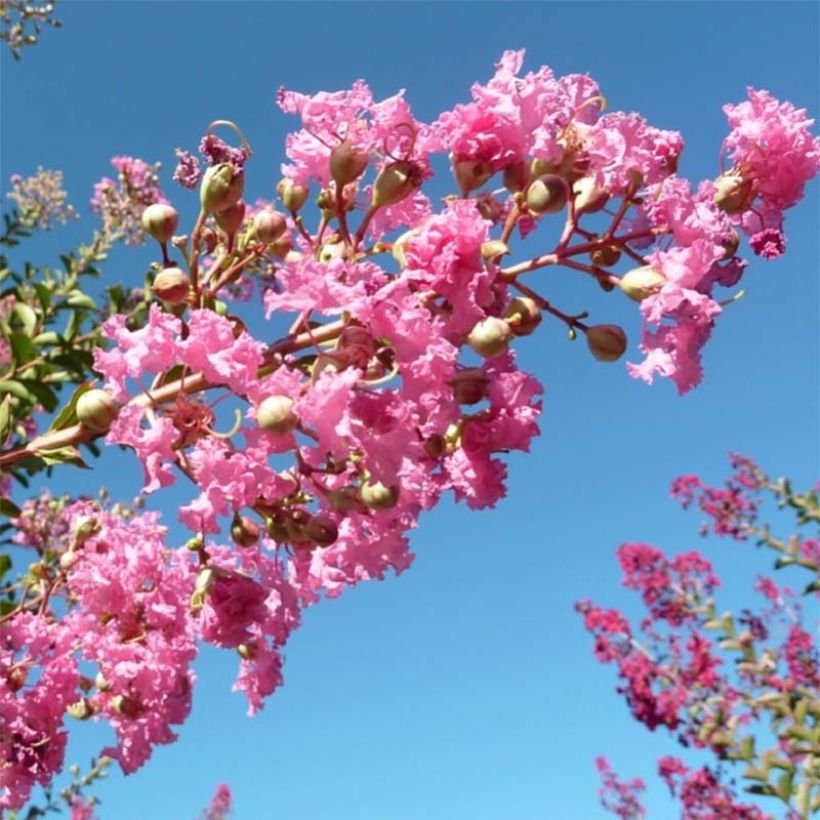 Lagerstroemia indica Monbazillac - Lilas des Indes																								 (Floraison)