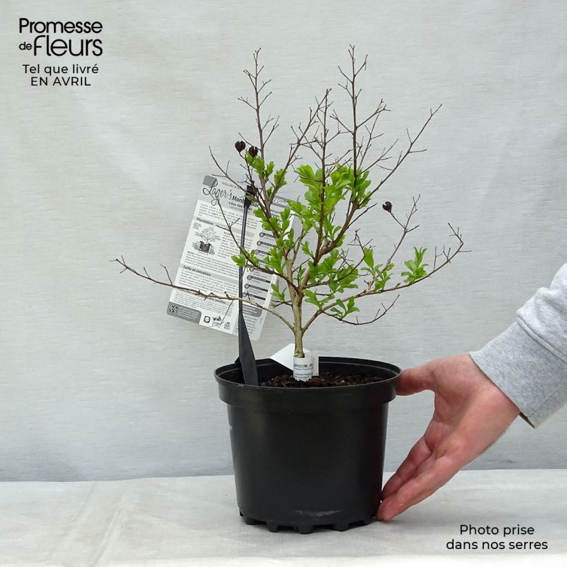 Spécimen de Lagerstroemia indica Monbazillac - Lilas des Indes																								 Pot de 3L/4L, TouffeHauteur livrée env. 30/40cm tel que livré au printemps