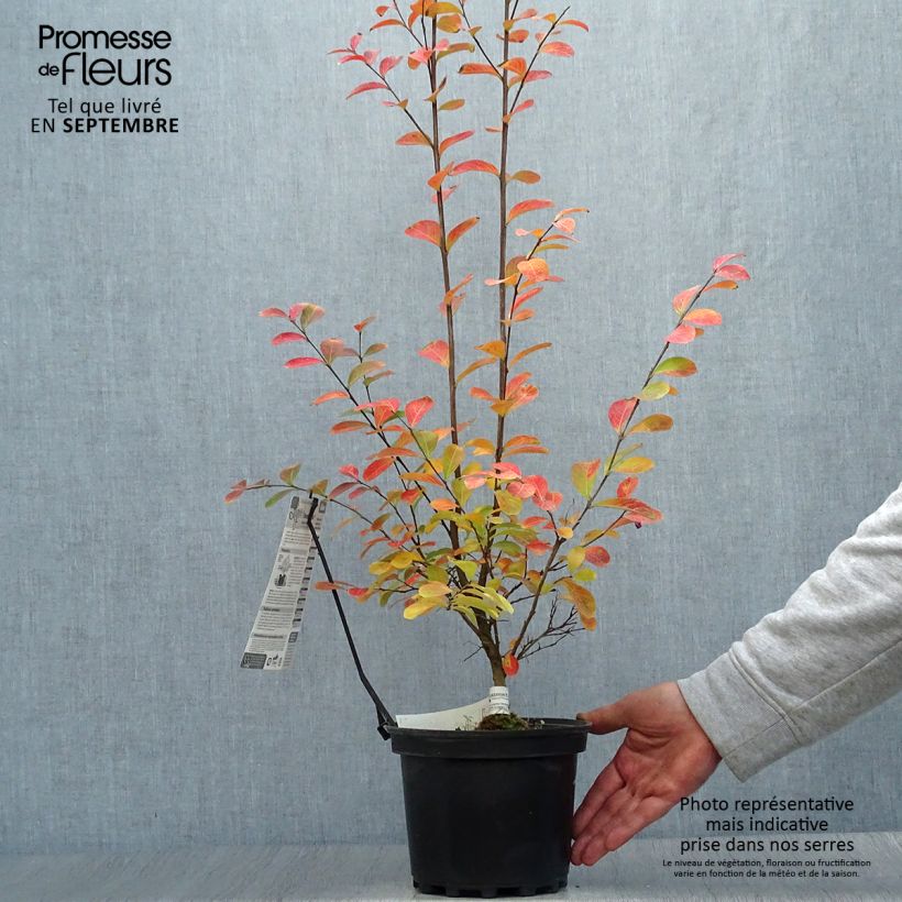 Spécimen de Lagerstroemia indica Monbazillac - Lilas des Indes																								 tel que livré en automne
