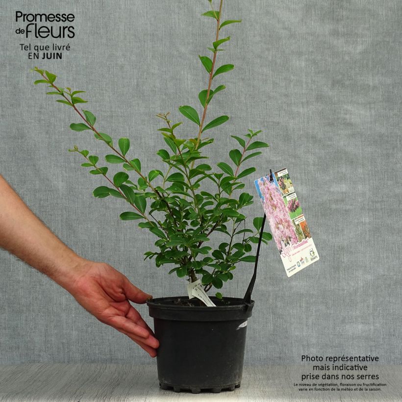 Spécimen de Lagerstroemia indica Monbazillac - Lilas des Indes																								 Pot de 3L/4L, Touffe tel que livré en été