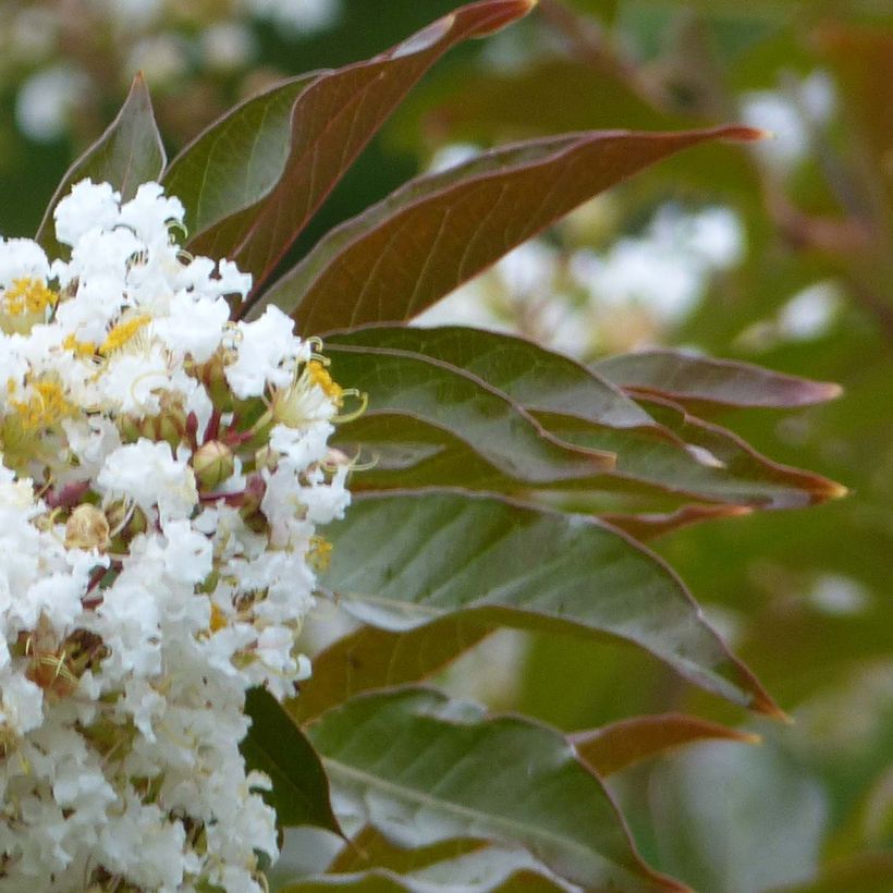 Lagerstroemia indica Nivea - Lilas des Indes (Feuillage)