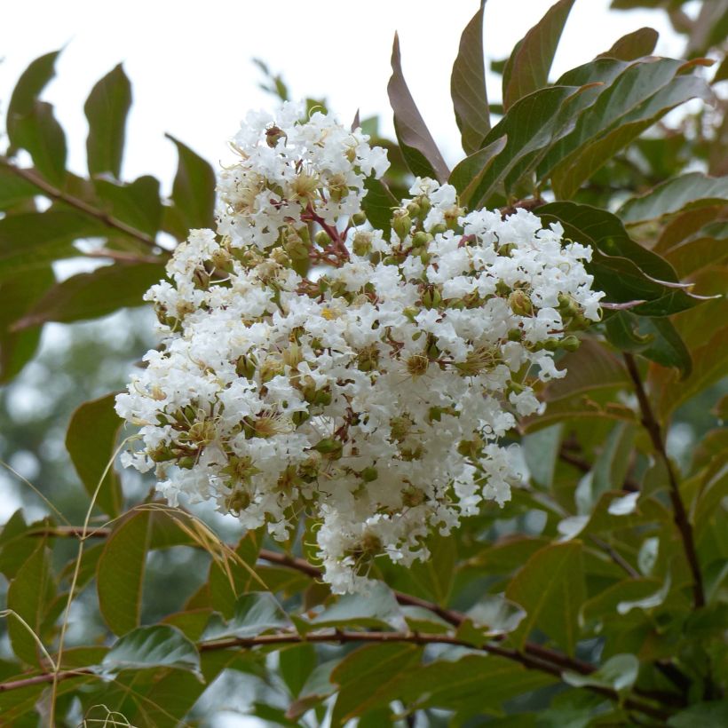 Lagerstroemia indica Nivea - Lilas des Indes (Floraison)