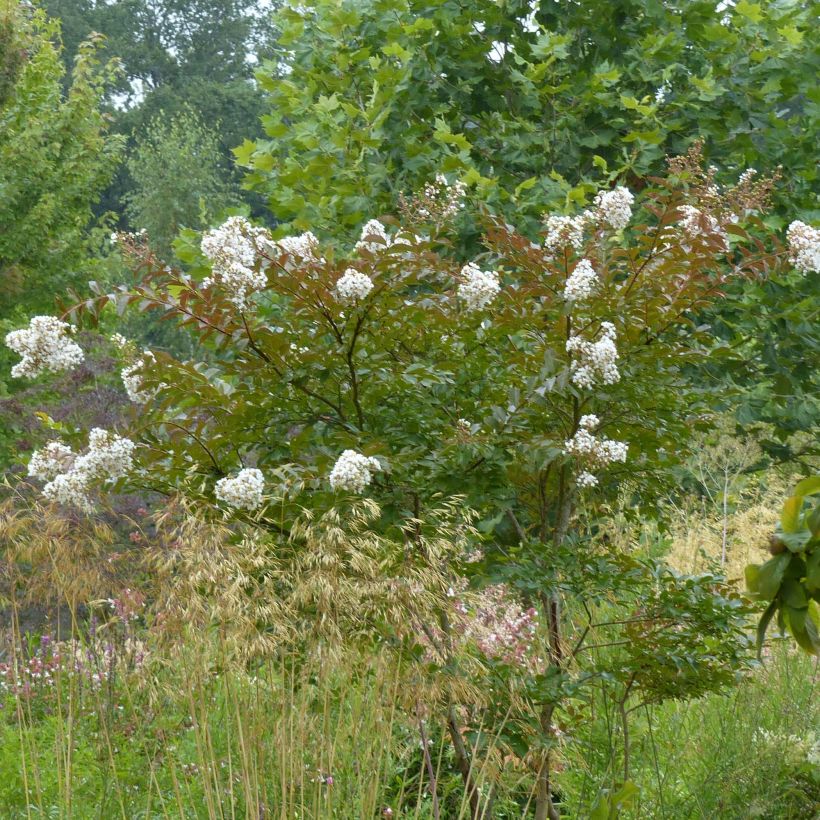 Lagerstroemia indica Nivea - Lilas des Indes (Port)