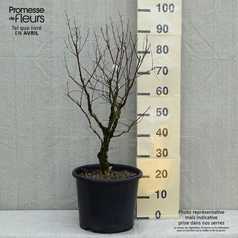 Spécimen de Lagerstroemia indica Pécharmant - Lilas des Indes Pot de 7.5L/10L tel que livré au printemps