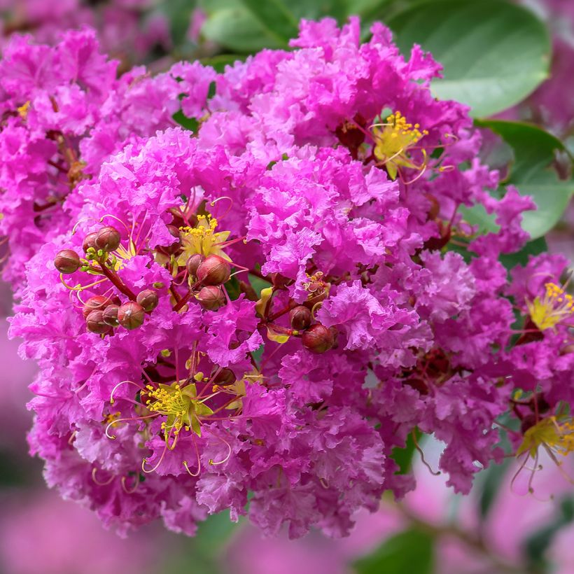 Lagerstroemia indica Pécharmant - Lilas des Indes (Floraison)