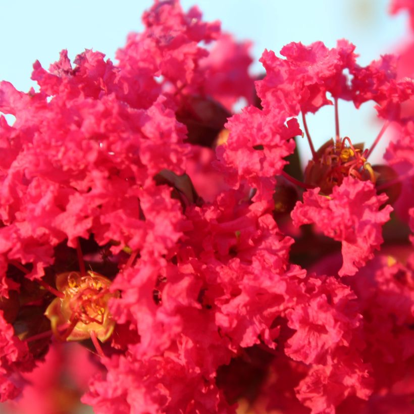 Lagerstroemia indica Périgord Pourpre - Lilas des Indes (Floraison)