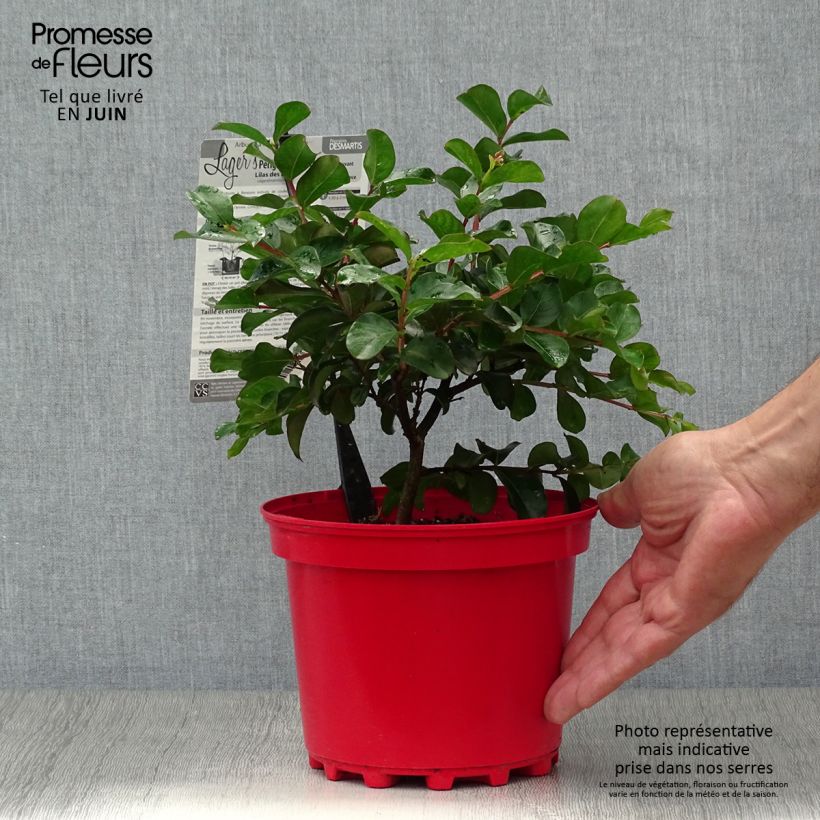 Spécimen de Lagerstroemia indica Périgord Pourpre - Lilas des Indes Pot de 3L/4L tel que livré en été