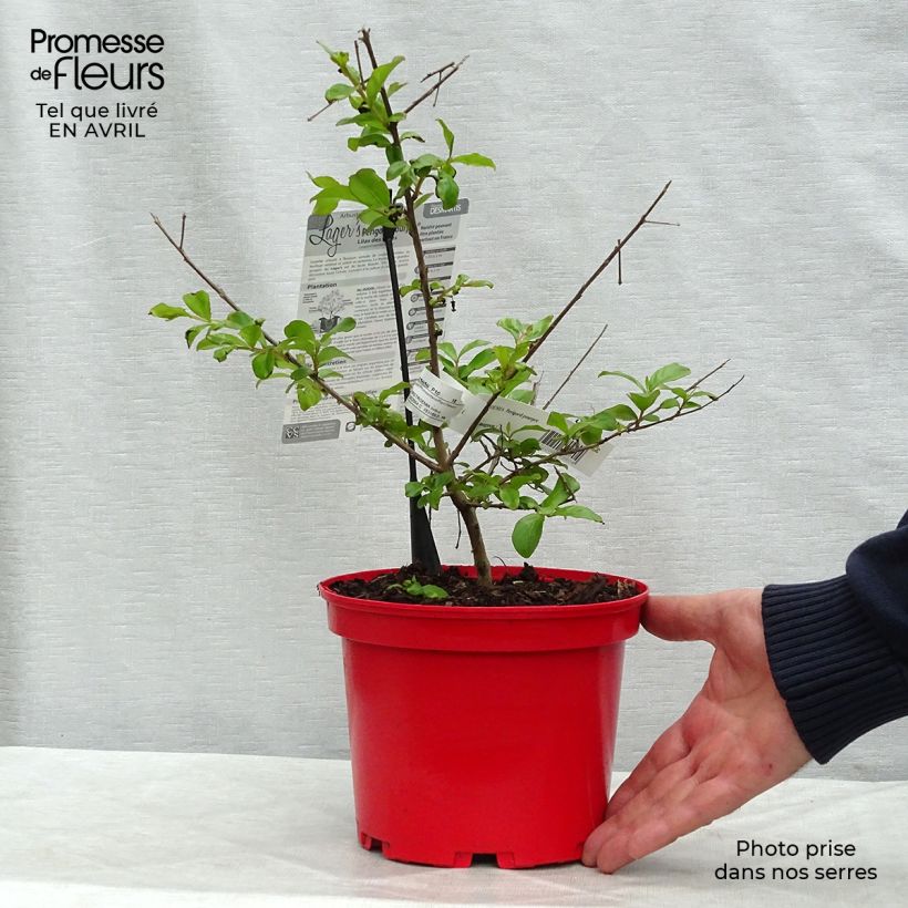 Spécimen de Lagerstroemia indica Périgord Pourpre - Lilas des Indes Pot de 3L/4L tel que livré au printemps