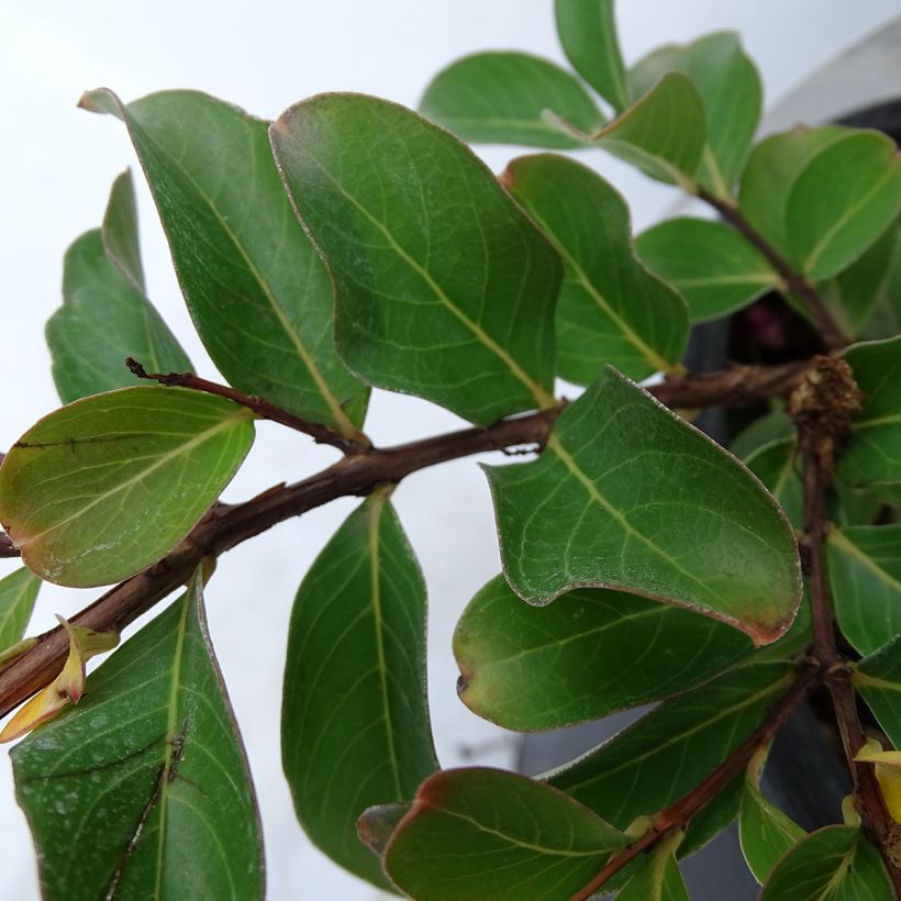 Lagerstroemia indica Pink Grand Sud - Lilas des Indes (Feuillage)