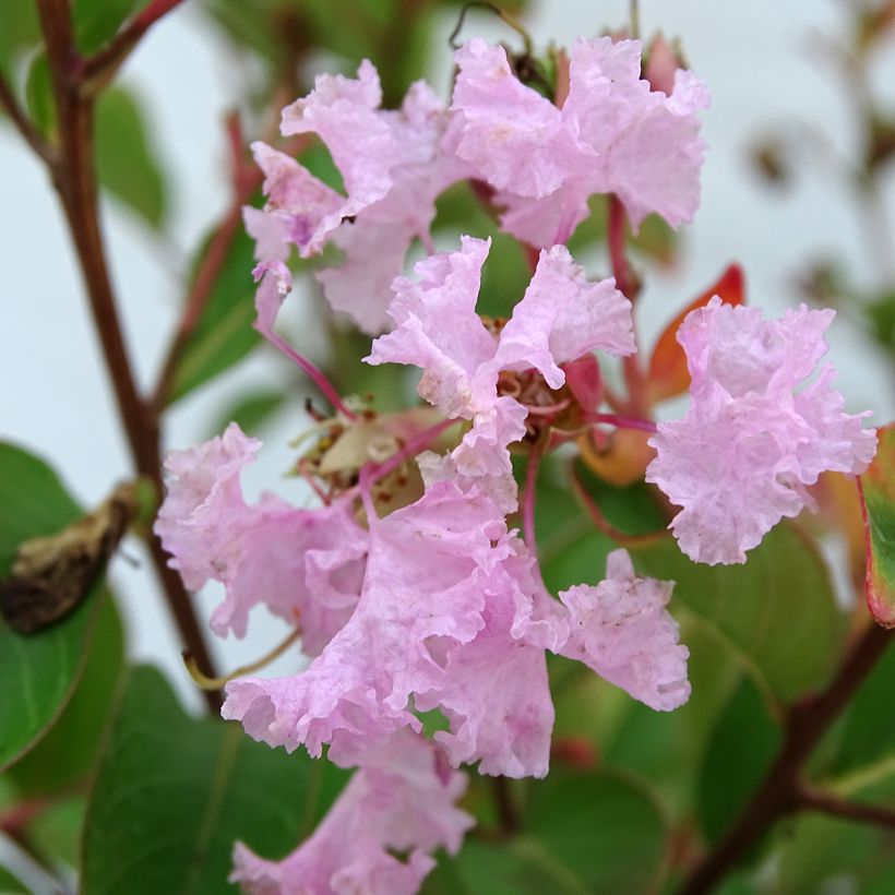 Lagerstroemia indica Pink Grand Sud - Lilas des Indes (Floraison)