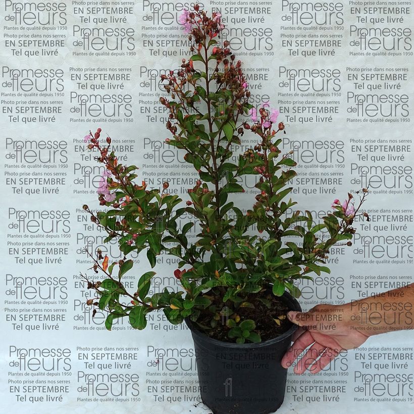 Exemple de spécimen de Lagerstroemia indica Pink Grand Sud - Lilas des Indes Pot de 3L/4L tel que livré
