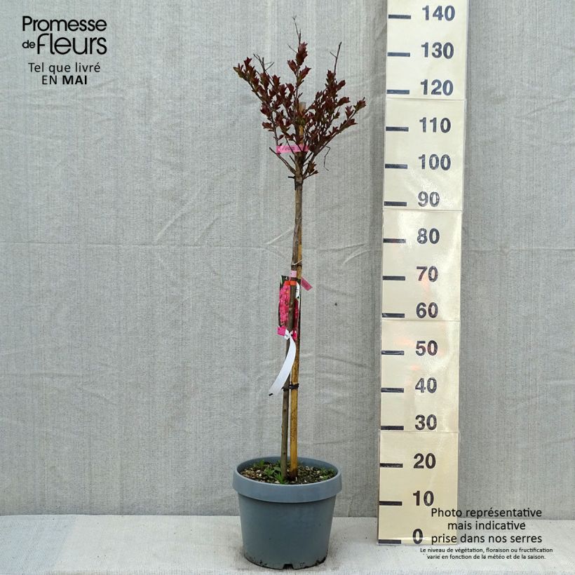 Spécimen de Lagerstroemia indica Pink Velours - Lilas des Indes Demi-tige en pot de 7,5/10 litres tel que livré au printemps