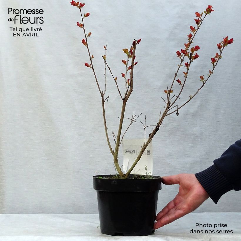 Spécimen de Lagerstroemia indica Pink Velours - Lilas des Indes en pot de 3/4 litres tel que livré au printemps