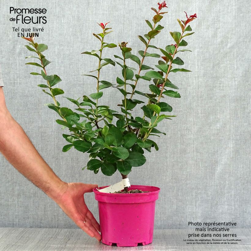 Spécimen de Lagerstroemia indica Pink Velours - Lilas des Indes Pot de 3L/4L tel que livré en été