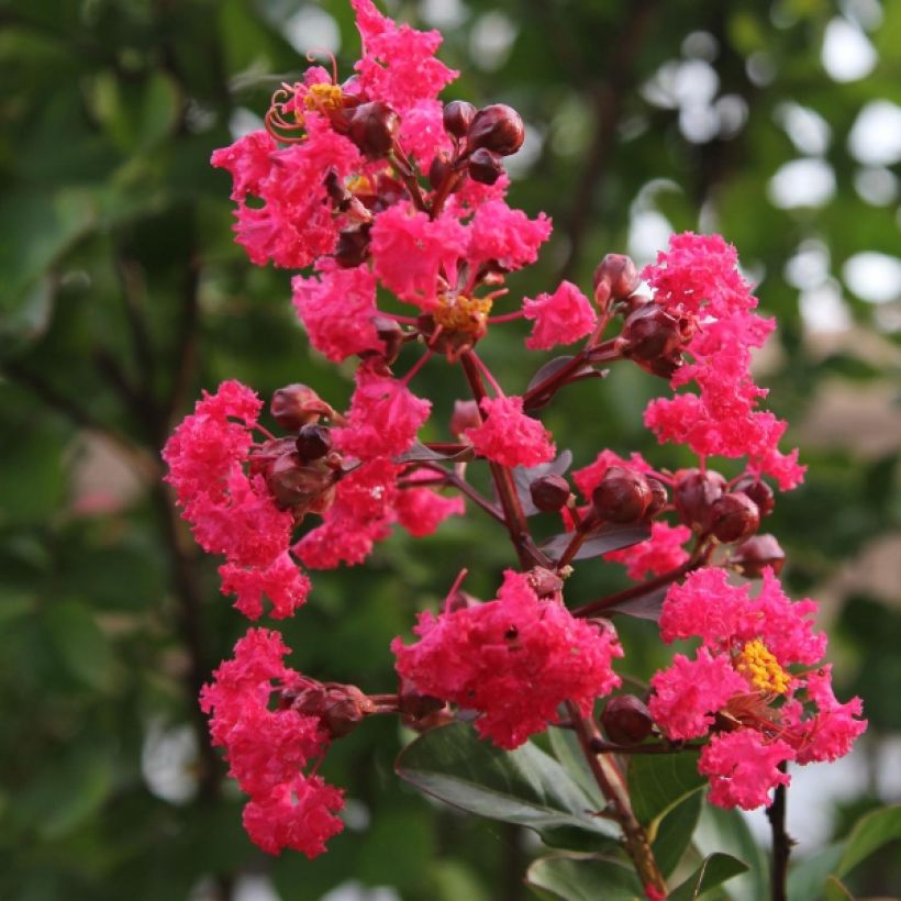 Lagerstroemia indica Pink Velours - Lilas des Indes (Floraison)