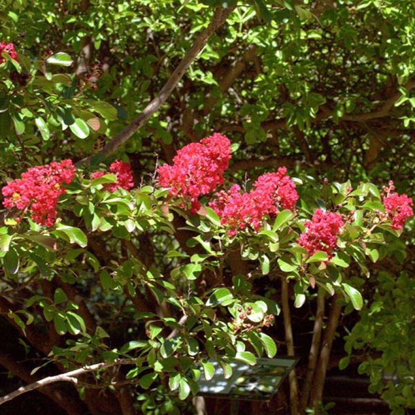Lagerstroemia indica Red imperator - Lilas des Indes (Floraison)