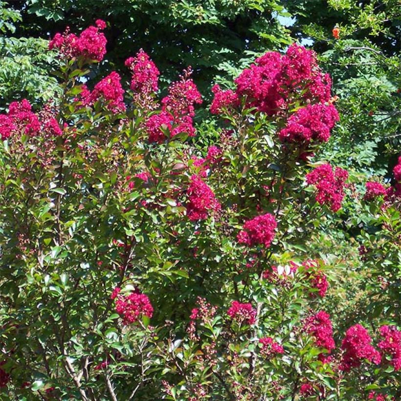 Lagerstroemia indica Red imperator - Lilas des Indes (Port)