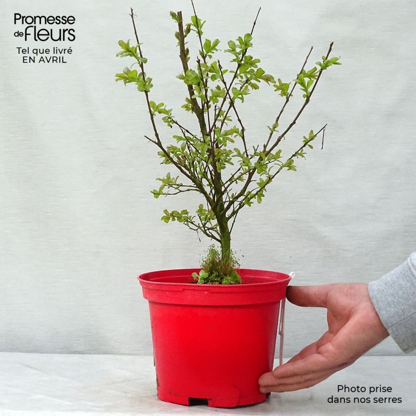 Spécimen de Lagerstroemia indica Red imperator - Lilas des Indes Pot de 3L/4L tel que livré au printemps