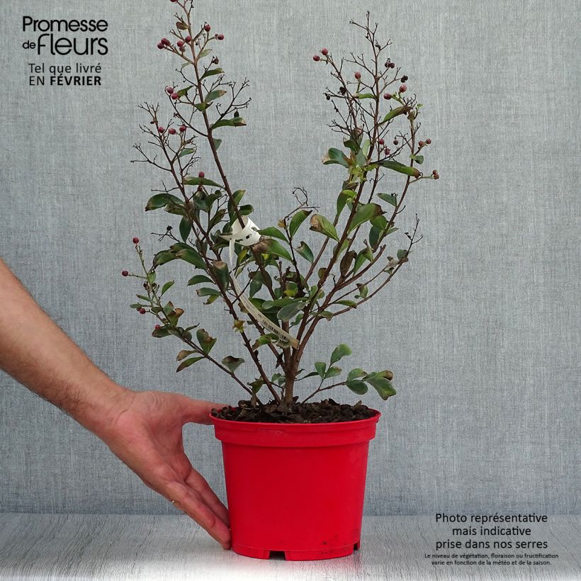 Spécimen de Lagerstroemia indica Red imperator - Lilas des Indes Pot de 3L/4L, Touffe tel que livré en automne