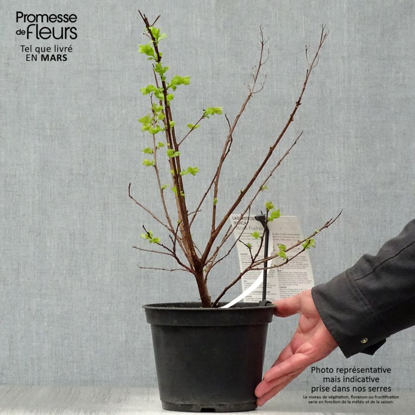 Spécimen de Lagerstroemia indica Rose Fuchsia - Lilas des Indes Pot de 3L/4L tel que livré au printemps