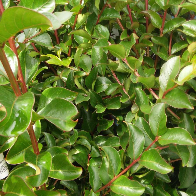 Lagerstroemia indica Rose Indien - Lilas des Indes (Feuillage)