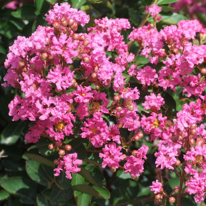 Lagerstroemia indica Rose Indien - Lilas des Indes (Floraison)