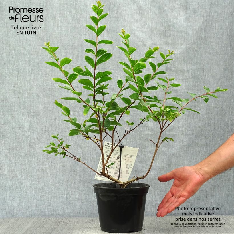 Spécimen de Lagerstroemia indica Rose Indien - Lilas des Indes Pot de 3L/4L tel que livré en été
