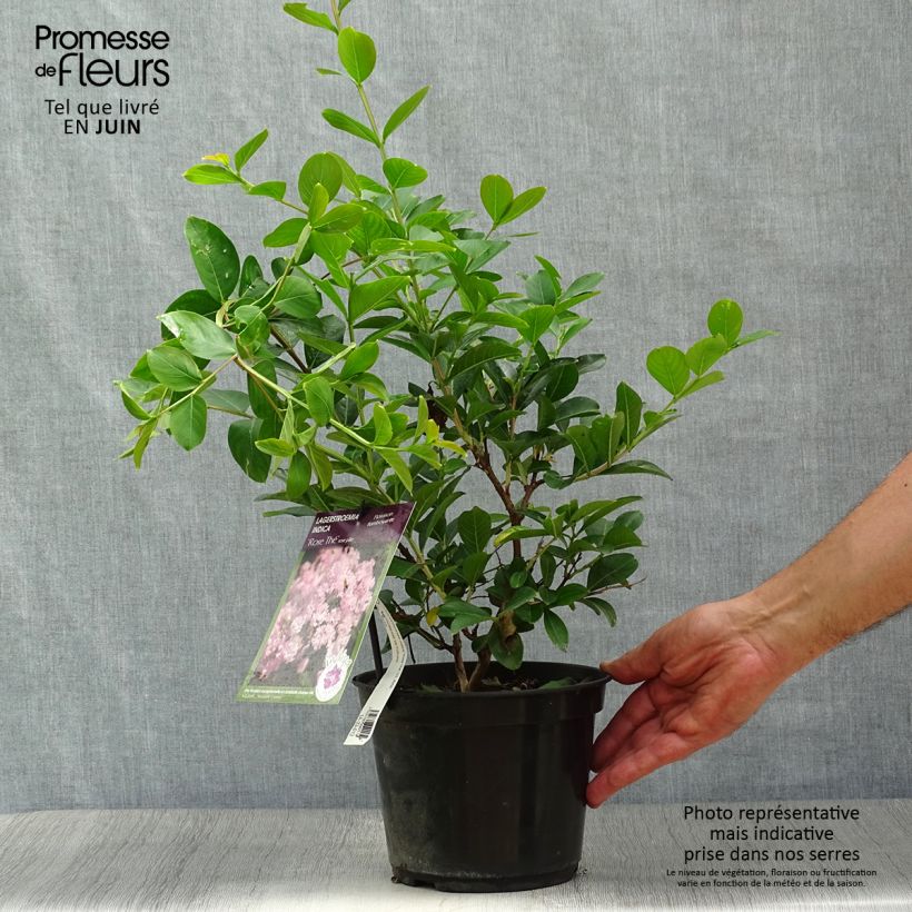 Spécimen de Lagerstroemia indica Rose Thé - Lilas des Indes Pot de 3L/4L tel que livré en été
