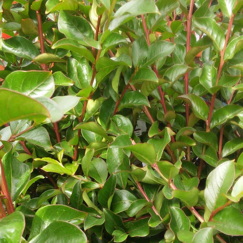 Lagerstroemia indica Rouge Nain - Lilas des Indes (Feuillage)