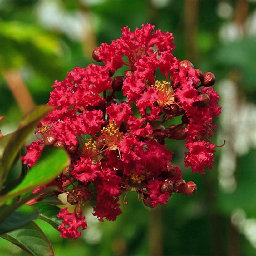 Lagerstroemia indica Rouge Nain - Lilas des Indes (Floraison)