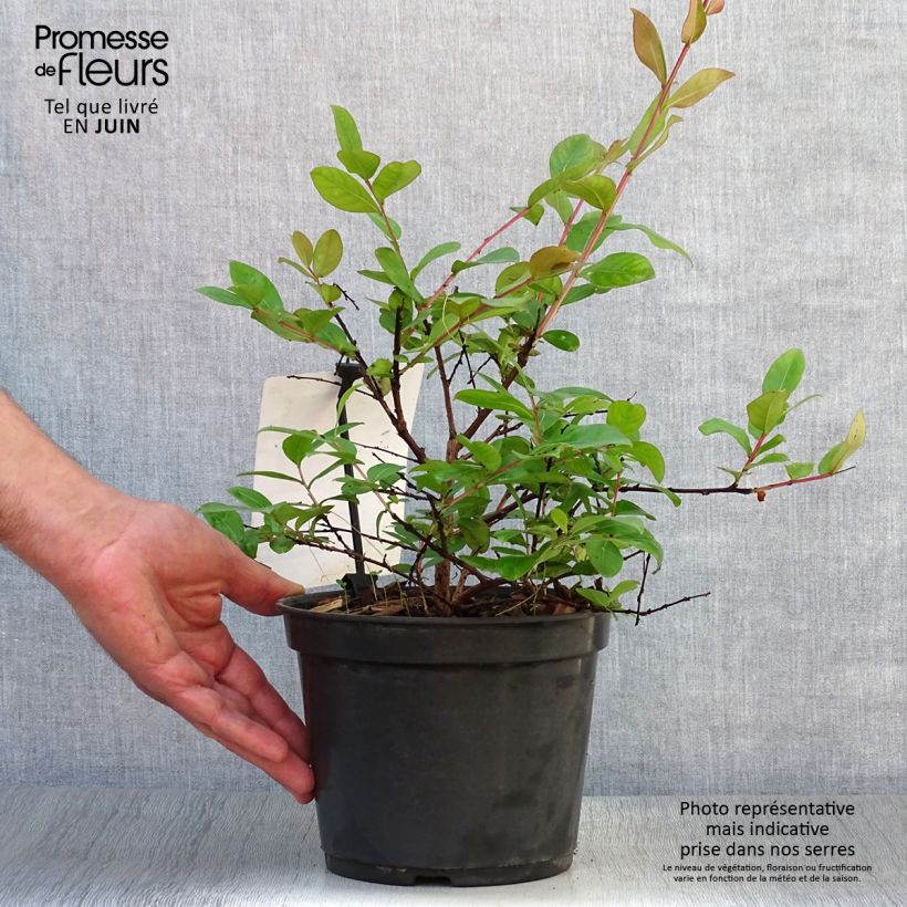Spécimen de Lagerstroemia indica Rouge Nain - Lilas des Indes Pot de 2L/3L tel que livré en été