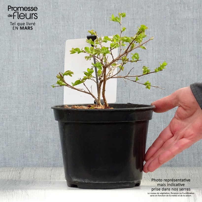 Spécimen de Lagerstroemia indica Rouge Nain - Lilas des Indes Pot de 3L tel que livré au printemps