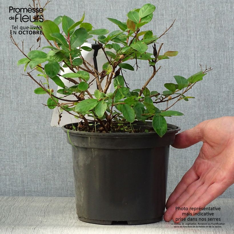 Spécimen de Lagerstroemia indica Rouge Nain - Lilas des Indes Pot de 2L/3L tel que livré en automne