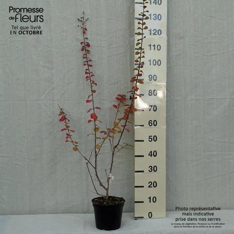 Spécimen de Lagerstroemia indica Rubra - Lilas des Indes tel que livré en automne