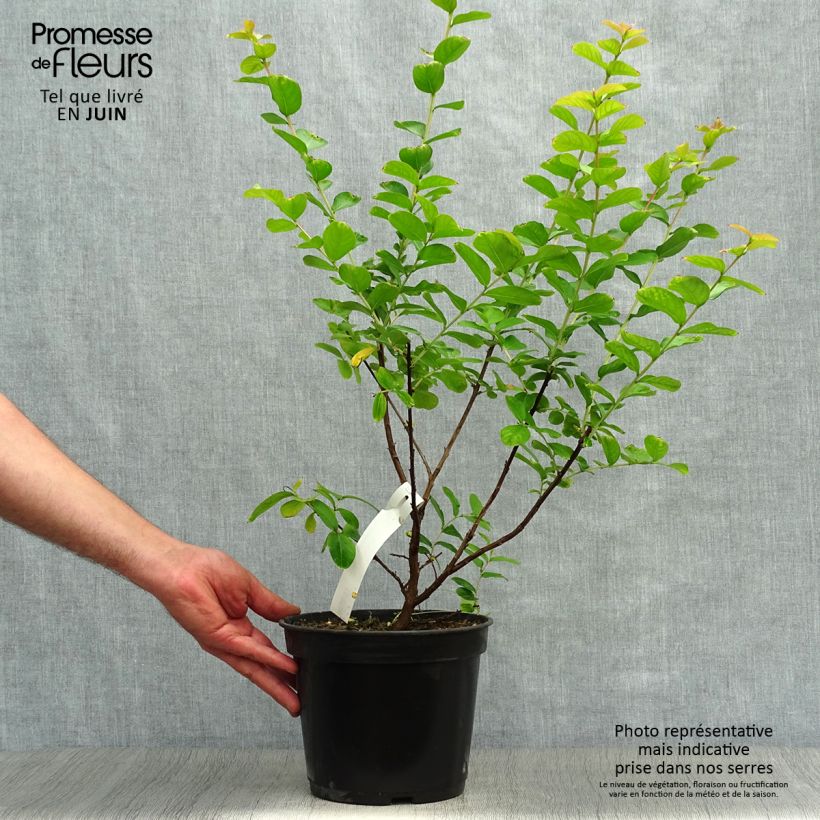 Spécimen de Lagerstroemia indica Rubra - Lilas des Indes Pot de 2L/3L tel que livré en été