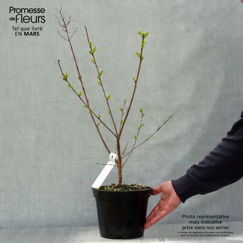 Spécimen de Lagerstroemia indica Rubra - Lilas des Indes Pot de 2L/3L tel que livré au printemps