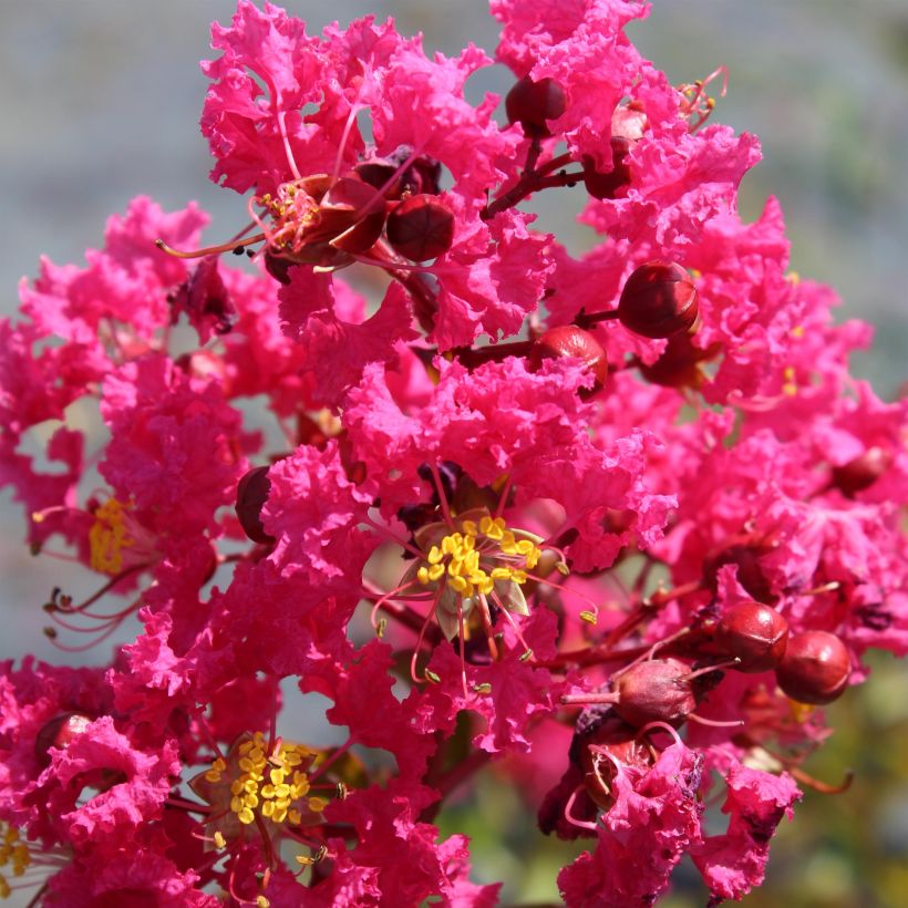 Lagerstroemia indica Saint Emilion - Lilas des Indes	 (Floraison)