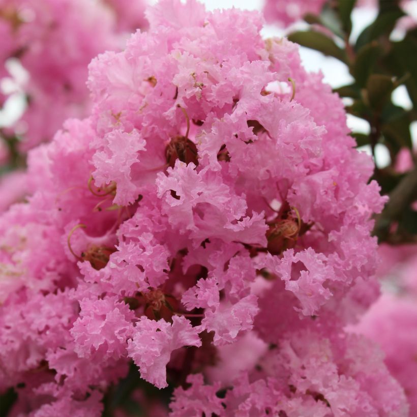 Lagerstroemia indica Soir d'Eté - Lilas des Indes	 (Floraison)