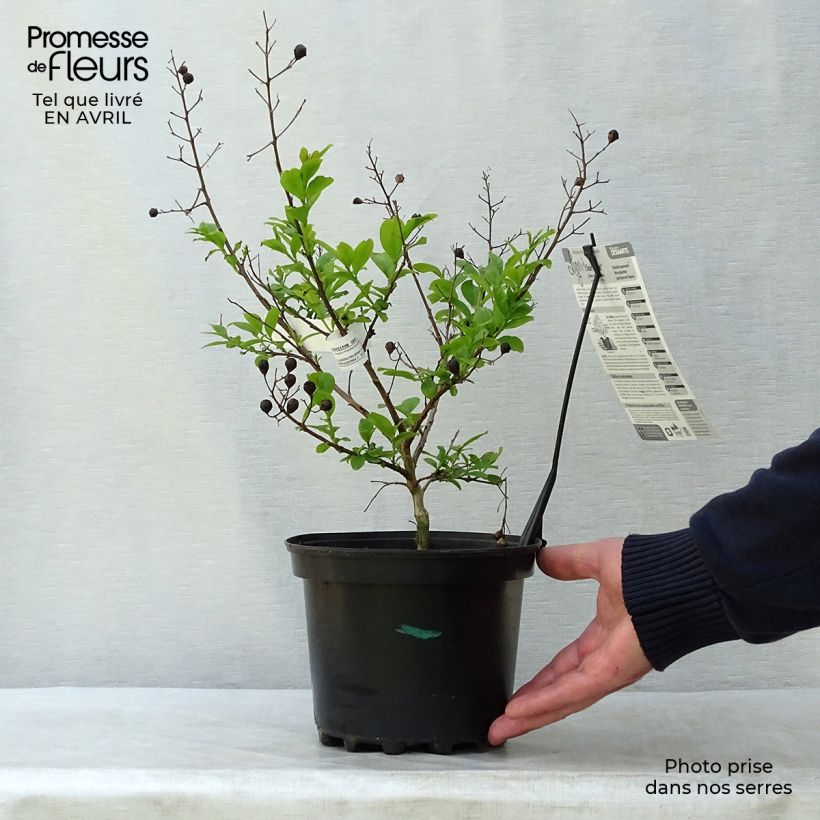 Spécimen de Lagerstroemia indica Soir d'Eté - Lilas des Indes	 Pot de 3L/4L tel que livré au printemps