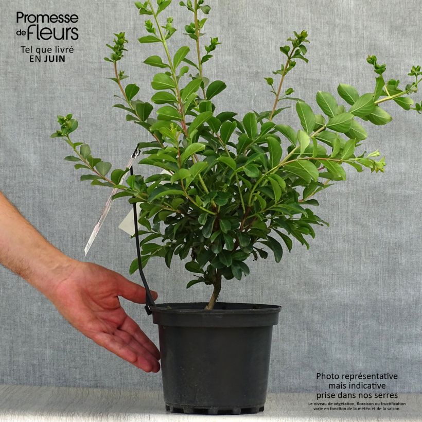 Example of Lagerstroemia indica Soir d'Eté - Lilas des Indes	 as you get in ete