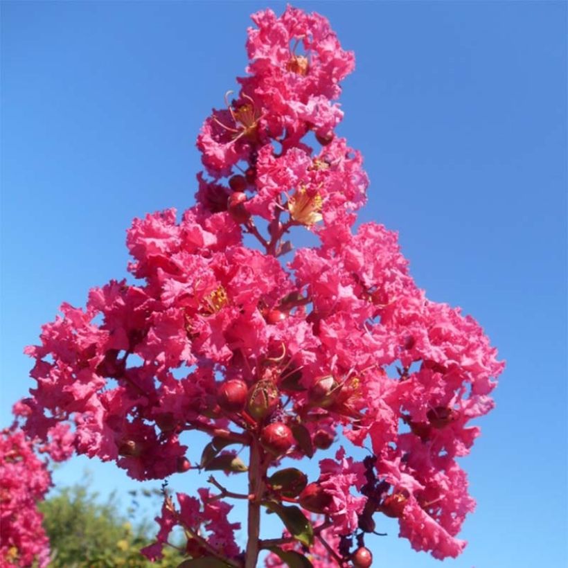 Lagerstroemia indica Souvenir d'André Desmartis - Lilas des Indes	 (Floraison)