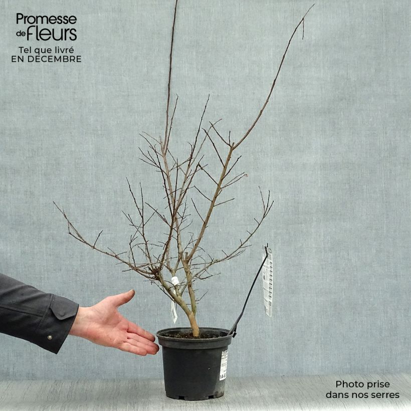 Spécimen de Lagerstroemia indica Souvenir d'André Desmartis - Lilas des Indes	 tel que livré en hiver