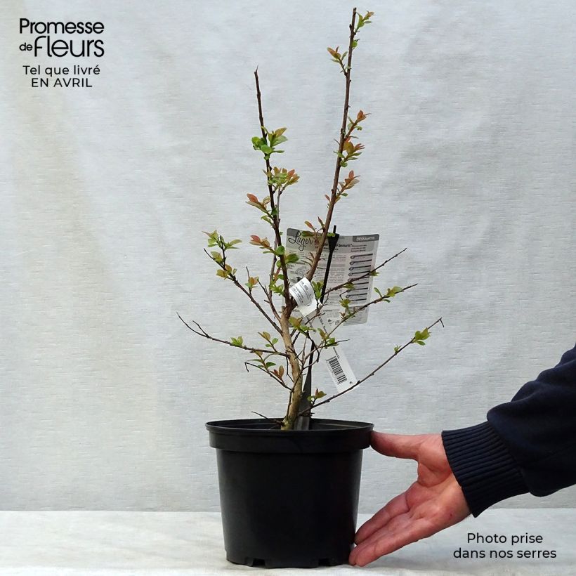 Spécimen de Lagerstroemia indica Souvenir d'André Desmartis - Lilas des Indes	 Pot de 3L/4L tel que livré au printemps