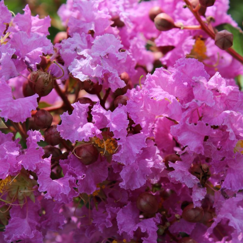 Lagerstroemia indica Souvenir d'Hubert Puard - Lilas des Indes	 (Floraison)