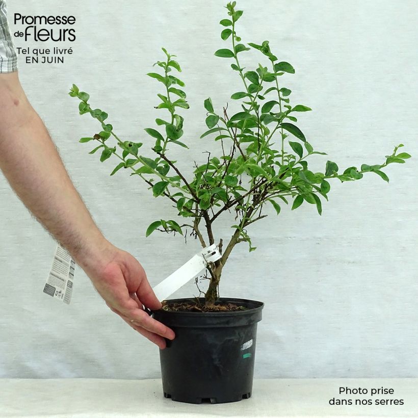 Spécimen de Lagerstroemia indica Souvenir d'Hubert Puard - Lilas des Indes	 Pot de 3L/4L tel que livré en été