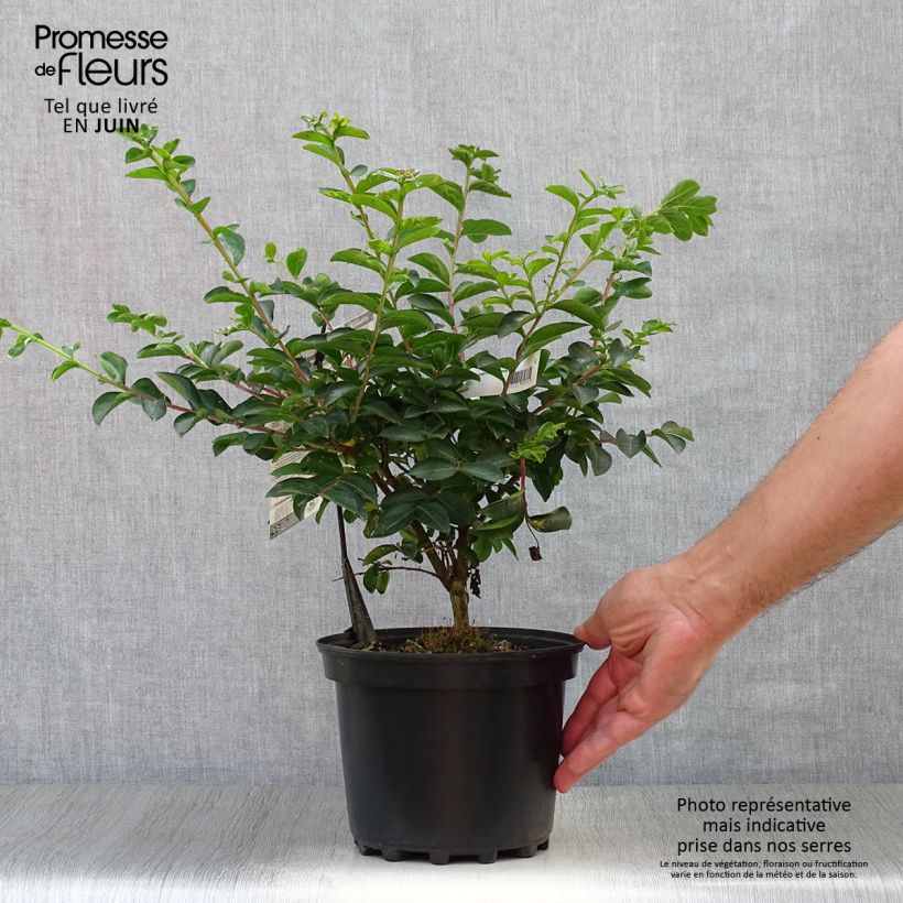 Spécimen de Lagerstroemia indica Souvenir d'André Desmartis - Lilas des Indes	 Pot de 3L/4L tel que livré en été