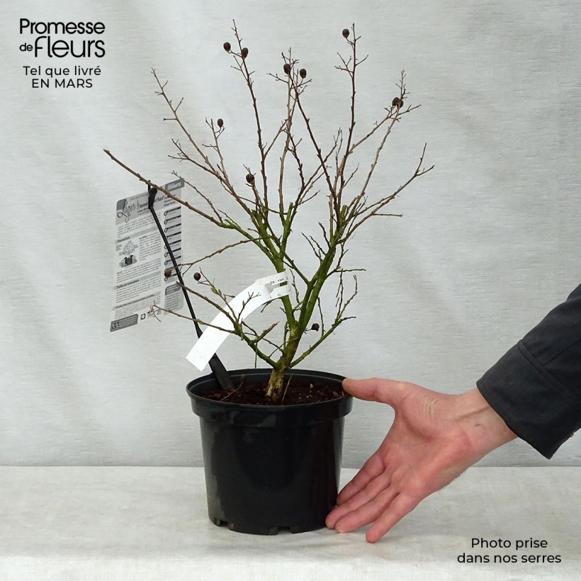 Spécimen de Lagerstroemia indica Souvenir d'Hubert Puard - Lilas des Indes	 Pot de 3L/4L tel que livré au printemps