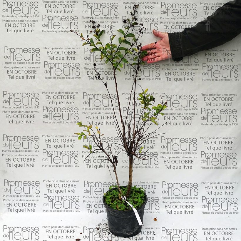 Exemple de spécimen de Lagerstroemia indica Summer Beauty Hope - Lilas des Indes Pot de 3L/4L tel que livré